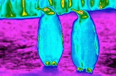 Infrared Images Reveal Frigid, Purple Penguins