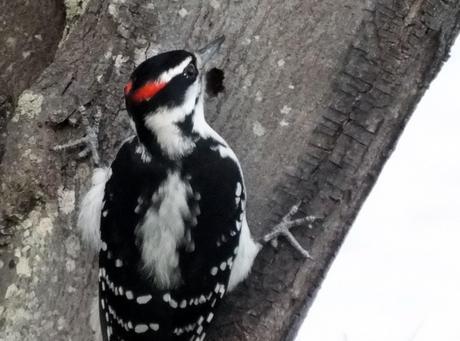 Male Hairy Woodpecker, prepares to checkout a hole in tree