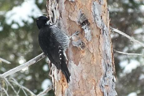 A Black-backed Woodpecker pecks at tree in Algonquin Provincial Park