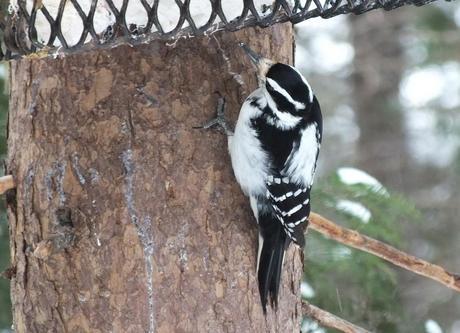 A Hairy Woodpecker pecks away at suet feeder on the Spruce Bog boardwalk in Algonquin Park - Ontario