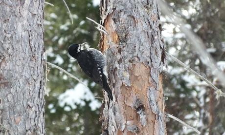 A Black-backed Woodpecker (Picoides arcticus) in Algonquin Provincial Park - Ontario