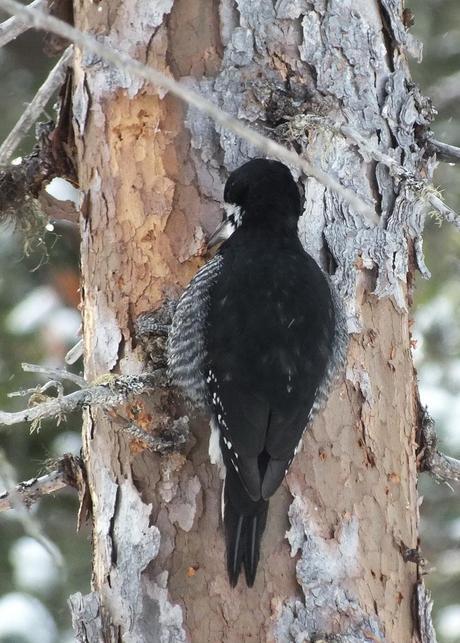 A Black-backed Woodpecker digs away at a tree in Algonquin Provincial Park - Ontario