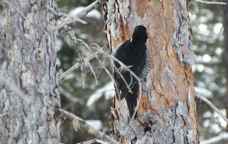A Black-backed Woodpecker in Algonquin Provincial Park