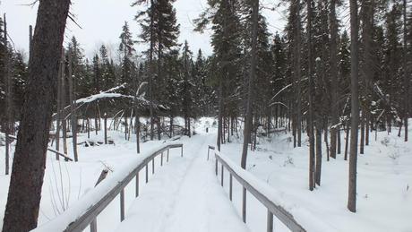 Spruce Bog boardwalk under snow in Algonquin Park - Ontario