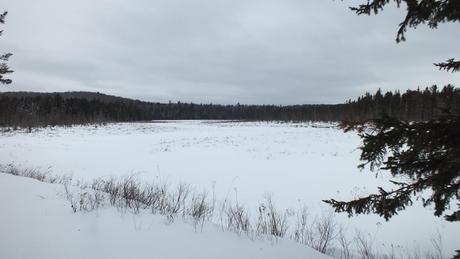 A photo of the Spruce Bog in Algonquin Provincial Park under March snow.