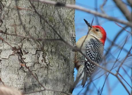 Red-bellied Woodpecker - takes a break after eats snow - Lynde Shores - Whitby - Ontario