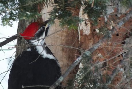 A closeup of the red head of a Pileated Woodpecker near Oxtongue Lake