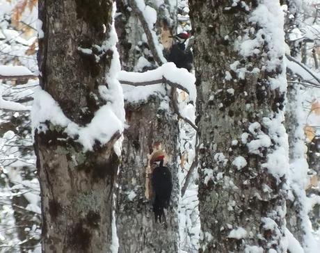 2 Pileated Woodpeckers in Algonquin Park - January 26 2013