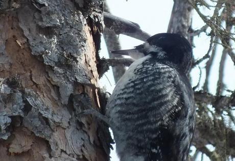 A Black-backed Woodpecker checks out a tree in Algonquin Provincial Park