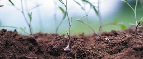 Low Carbon Farming – Sowing the Seeds of a Sustainable Future