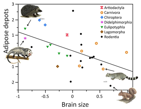 Paying for our big brains