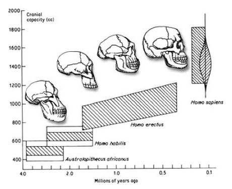 Paying for our big brains