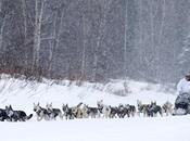 Iditarod 2013: Champions Lead Way!