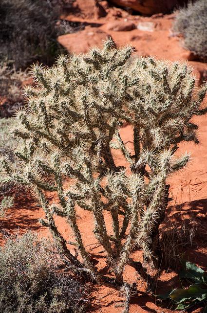 valley of fire 2013