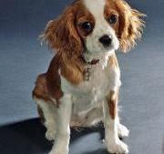 Cavalier King Charles Spaniel