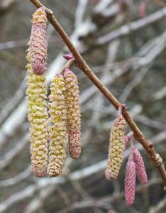 Catkins all in a row at Goss Moor