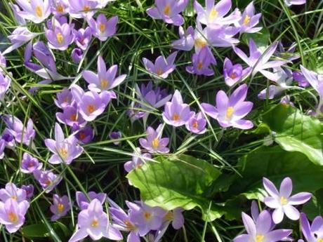 crocus tommasinianus in bloom on the lawn