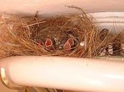 Birds Nests Most Bizarre Places