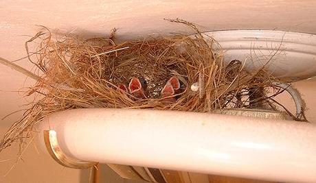 Birds Nests In The Most Bizarre Places