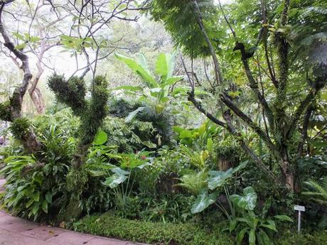 Escape in the Jungle at Singapore Botanic Gardens