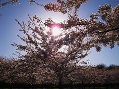 Cherry Blossom garden Amsterdamse Bos
