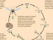 Modified Mosquitoes Science Advances!