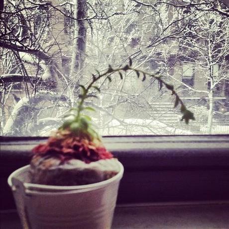 The only plant that’s ever blossomed from underneath my black thumb rises to gaze at the snow.