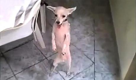 Watch this DOG Perform the Forbidden DANCE!
