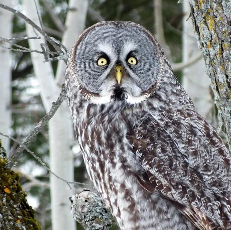 Great Grey Owl looks towards camera - Ottawa - Canada