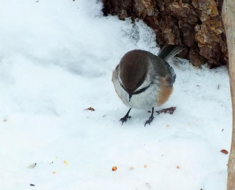 A Boreal chickadee forages for food in Algonquin Provincial Park