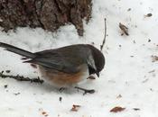 Boreal Chickadees Sighted Algonquin Provincial Park