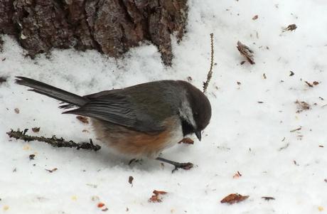 A Boreal chickadee looks for food on the snow in Algonquin Park