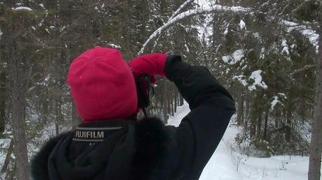 Jean taking a picture of birds on the Spruce Bog boardwalk in Algonquin Provincial Park