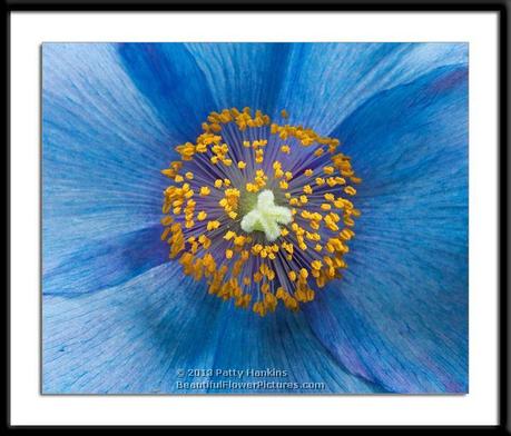 Center of a Blue Poppy