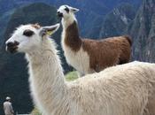 DAILY PHOTO: Llamas Over Machu Picchu