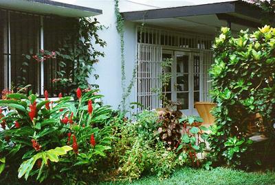 Tropical flowers