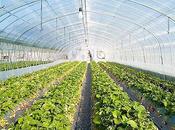 Tips Growing Your Veggies Greenhouses