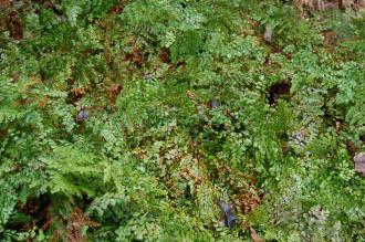 Adiantum venustum (09/02/2013, Kew Gardens, London)