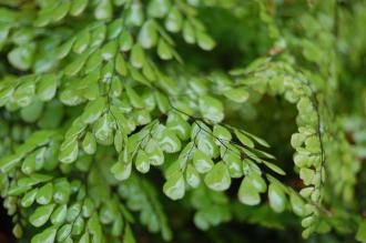 Adiantum venustum Leaf (09/02/2013, Kew Gardens, London)