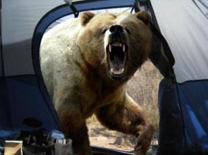 Hi, my name is Mr. Bear. Thought I would stop by your tent for a bit. Do you mind?