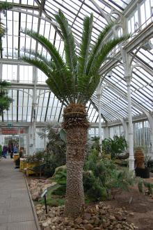 Encephalartos woodii (Kew Gardens, London)