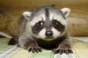 Baby Raccoon Picture