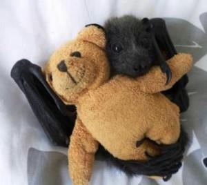 Baby Animals, Baby Bat with Teddy Bear