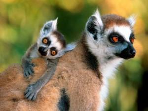 Baby Lemur and Mother Photo