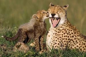 Cheetah mother with her 8 week old cub