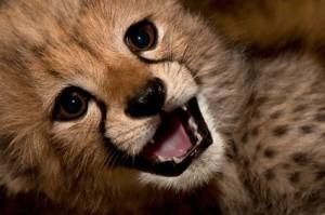 cheetah cub Face