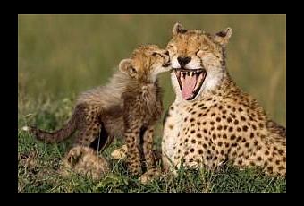 Cheetah Babies - Paperblog