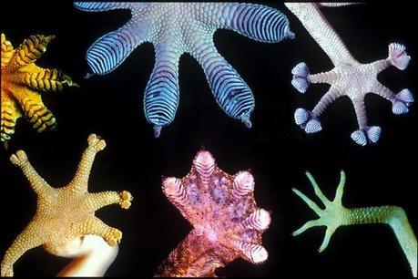 Porcupine Quills, Gecko Feet & Science