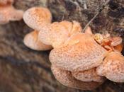 DAILY PHOTO: Fungi Yellow River State Park