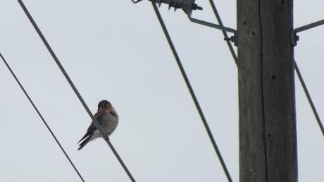 Photo of a colorful American Kestrel sitting on a power line in Whitby - Ontario